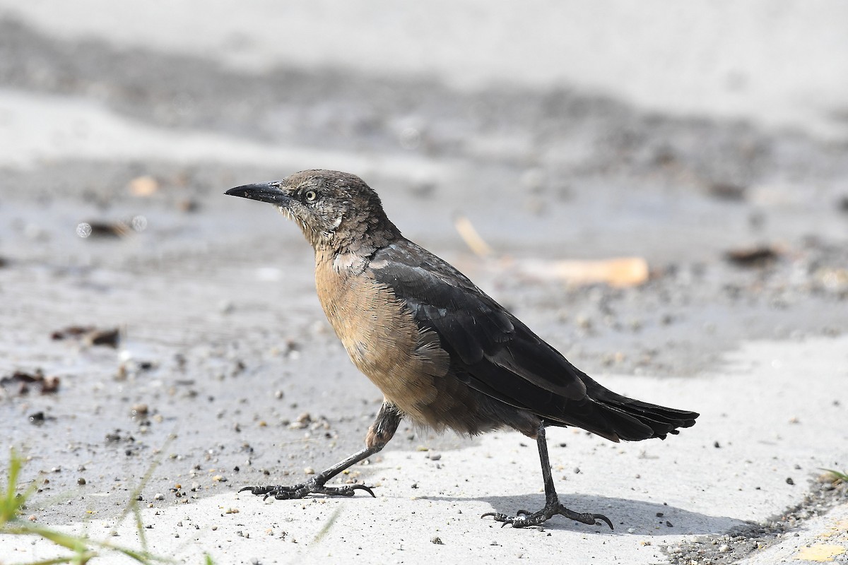 Great-tailed Grackle - ML609056502