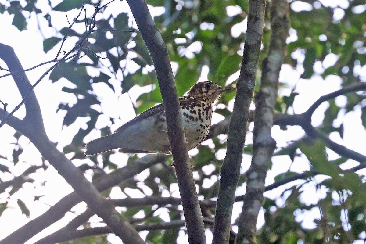 Spotted Ground-Thrush (Spotted) - ML609056762