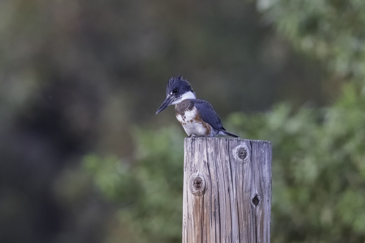 Belted Kingfisher - ML609056851