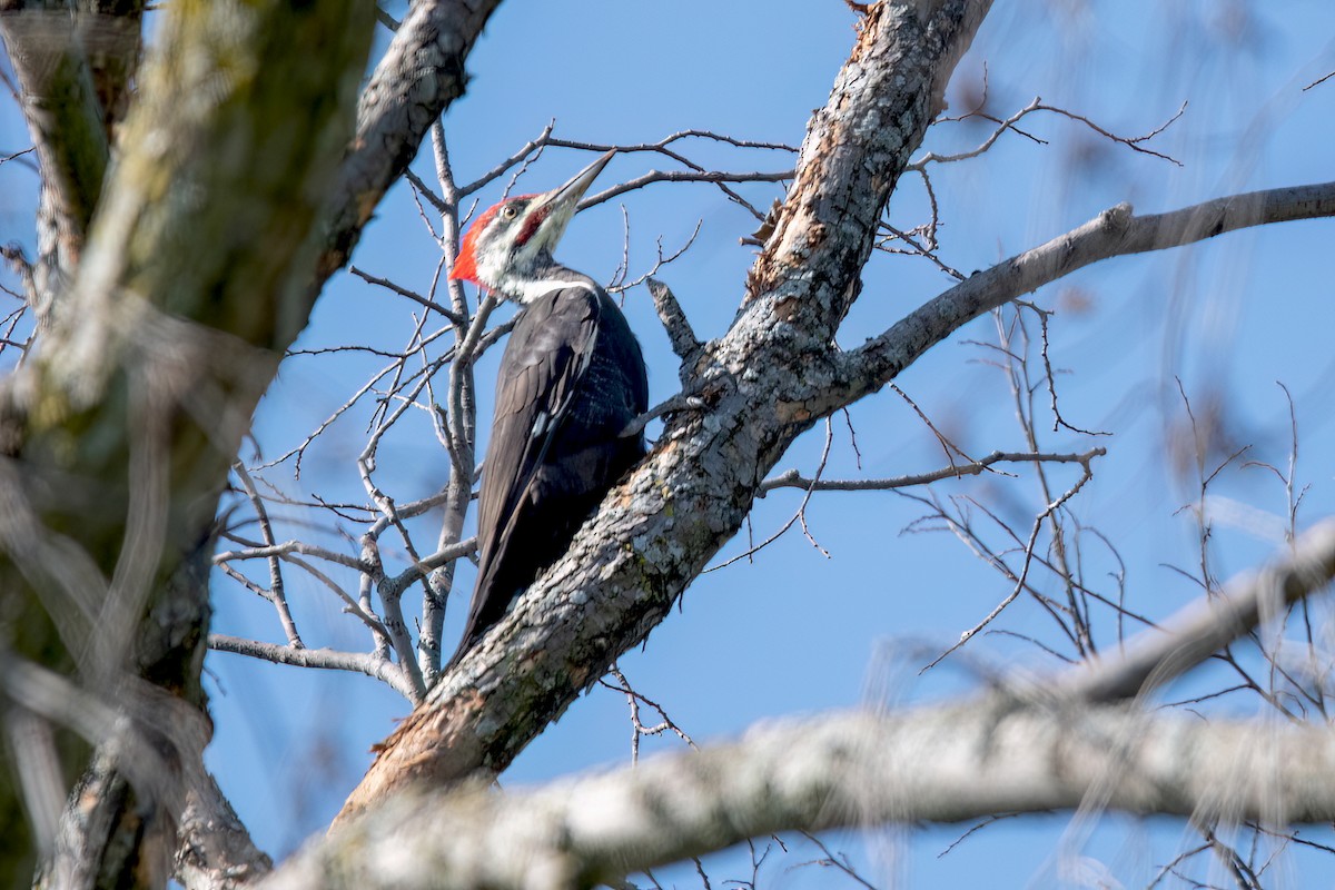 Pileated Woodpecker - ML609057757