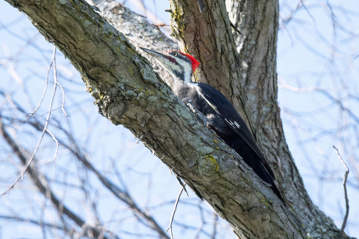 Pileated Woodpecker - ML609057765