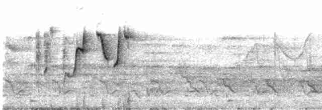 Вівчарик білогорлий (підвид floresianus) - ML609057952