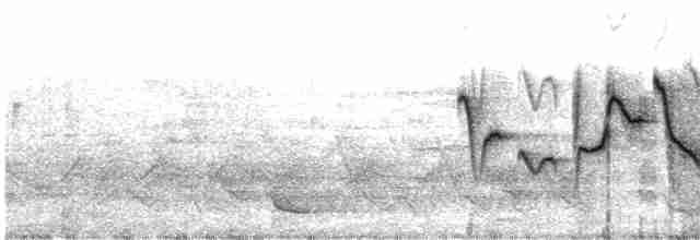 Вівчарик білогорлий (підвид floresianus) - ML609057953