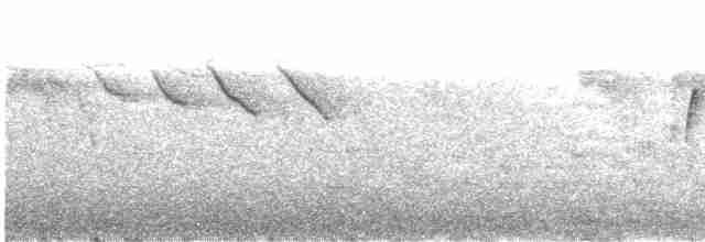 Вівчарик білогорлий (підвид floresianus) - ML609057954