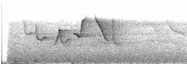 Вівчарик білогорлий (підвид floresianus) - ML609057955