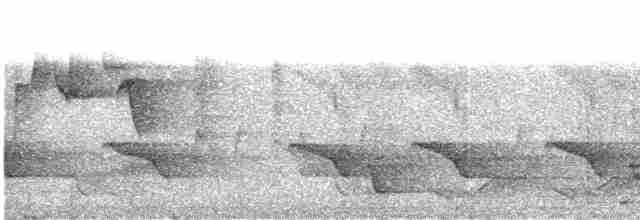Вівчарик білогорлий (підвид floresianus) - ML609057956