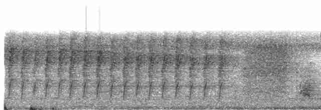 Віялохвістка плямистовола - ML609058000