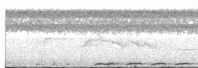 Суланская длиннохвостая горлица - ML609058142