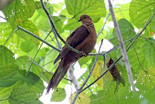 Mackinlay's Cuckoo-Dove, ML609058512