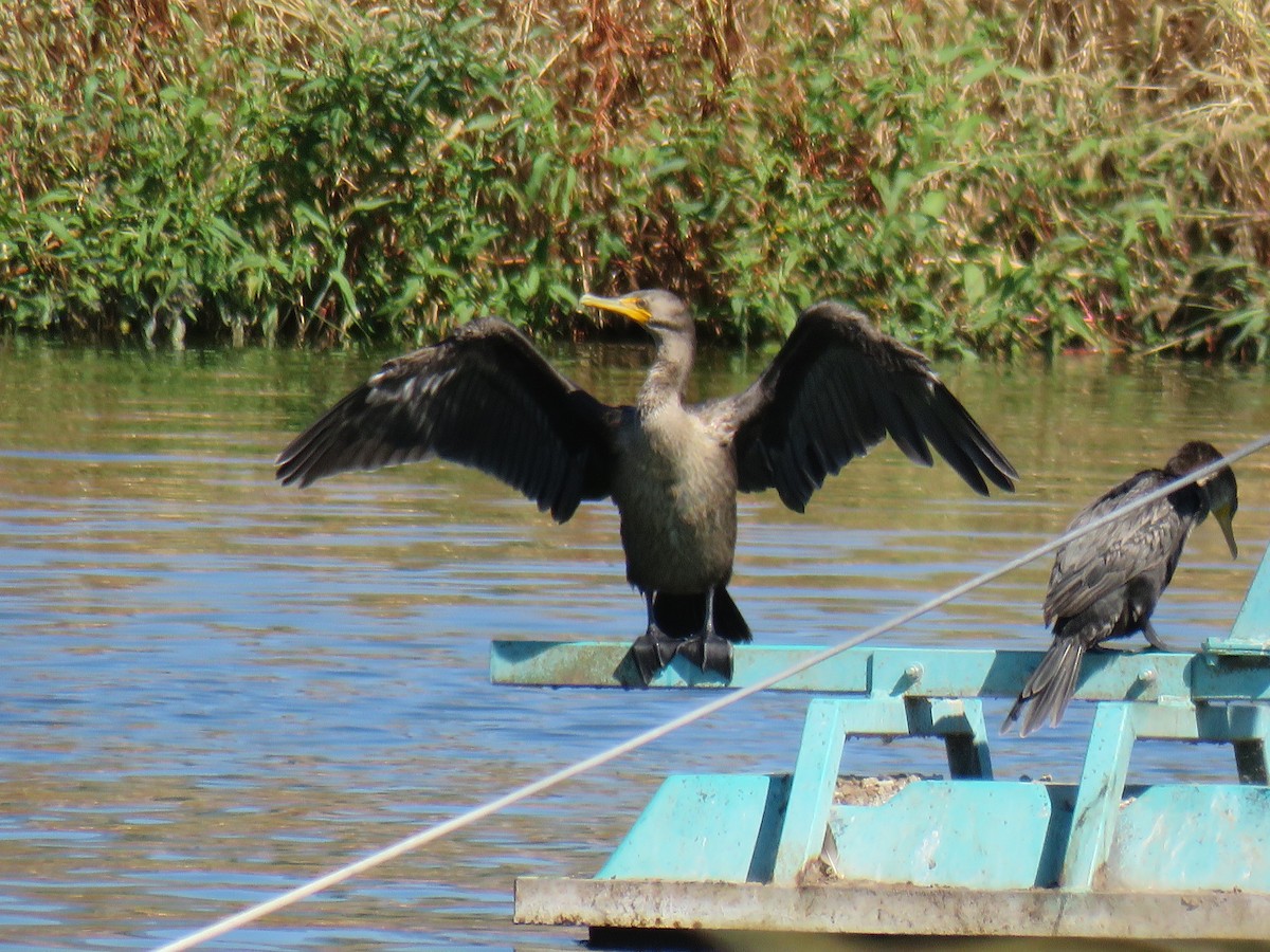 Double-crested Cormorant - ML609058890