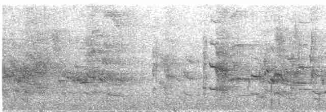 Lattice-tailed Trogon - ML609059846