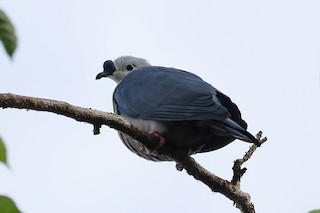 Pacific Imperial-Pigeon, ML609060232