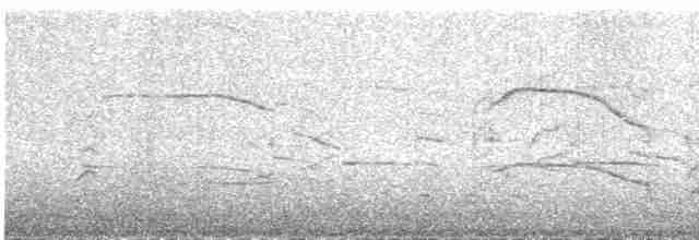 racek bouřní (ssp. canus) - ML609060574