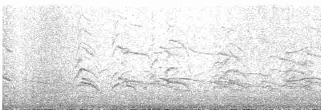 racek bouřní (ssp. canus) - ML609060575