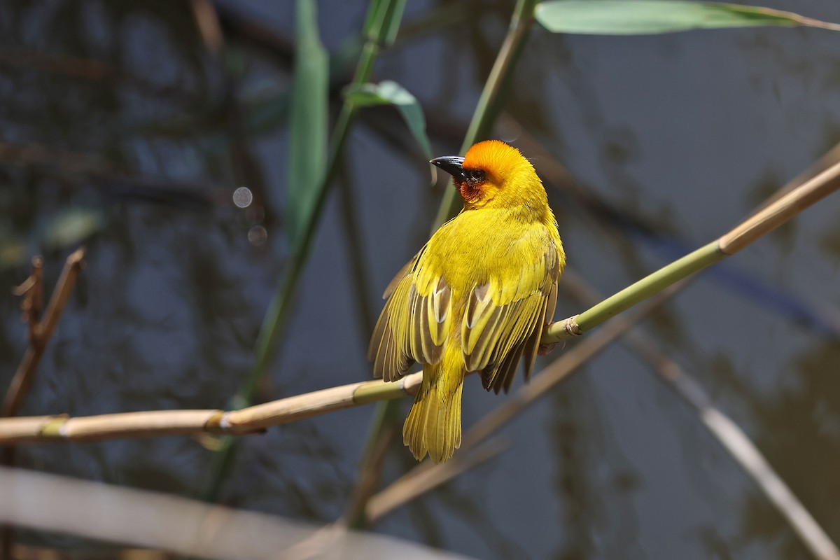 Southern Brown-throated Weaver - ML609060758