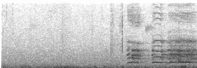Банкивский петух (Одомашенного вида) - ML609060903