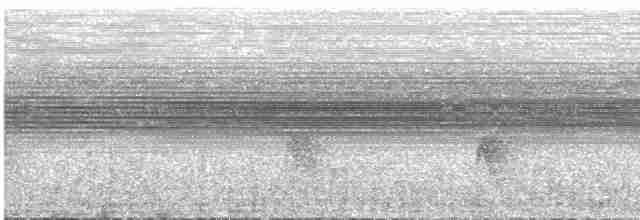 Grauscheitel-Ameisenvogel - ML609061640