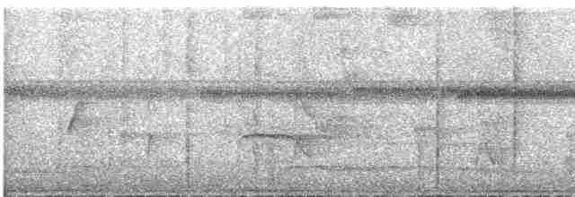 klatremaurvarsler (anabatinus gr.) - ML609061730
