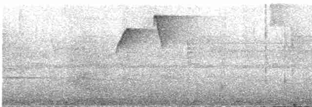 klatremaurvarsler (anabatinus gr.) - ML609061804