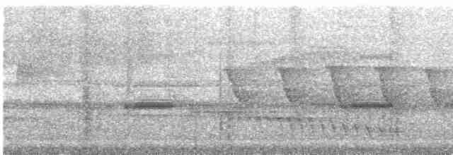 klatremaurvarsler (anabatinus gr.) - ML609061843