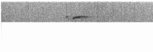 Индиговый зимородок (cyanopectus) - ML609062103