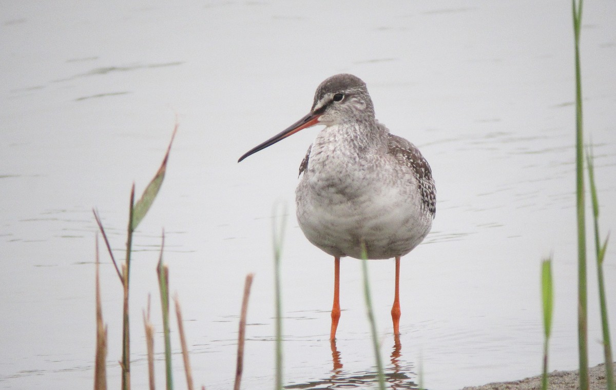 Spotted Redshank - ML609062134