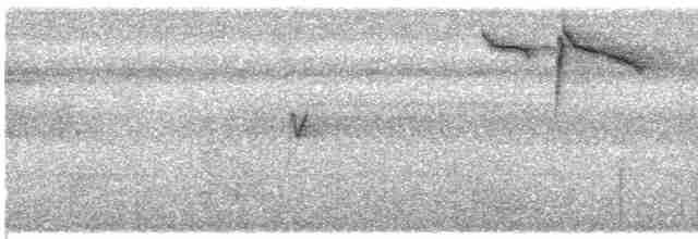 Серогорлая нектарница - ML609062177