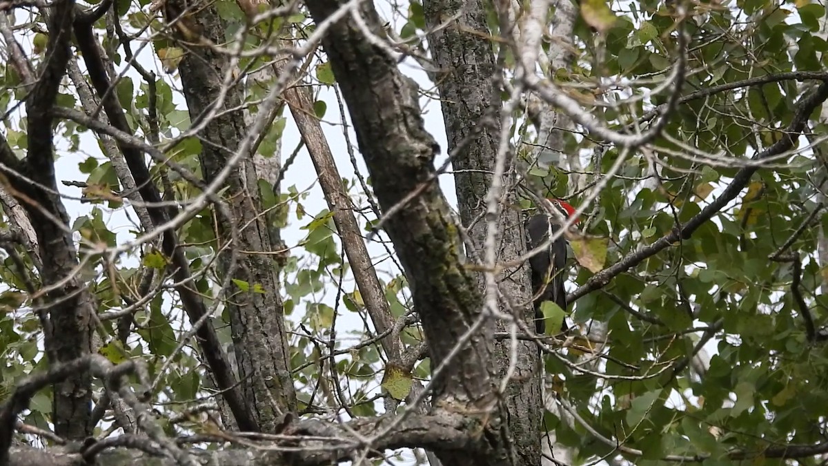 Pileated Woodpecker - ML609062201