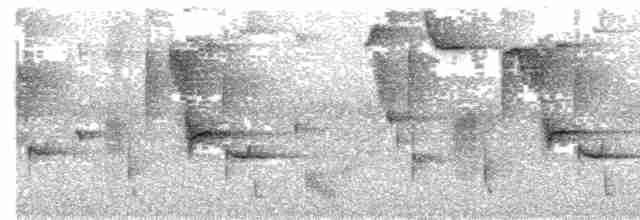 Зондский дронго (bimaensis) - ML609062843