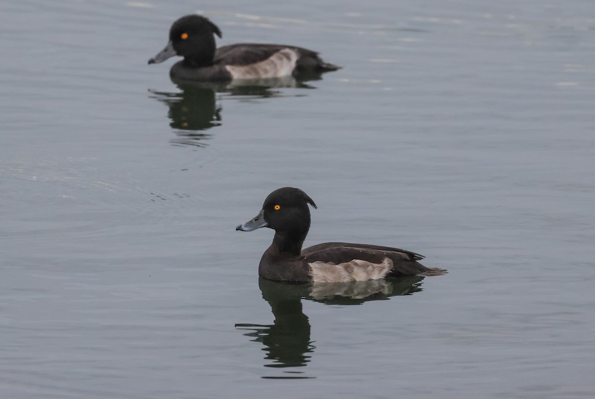 Tufted Duck - ML609063843