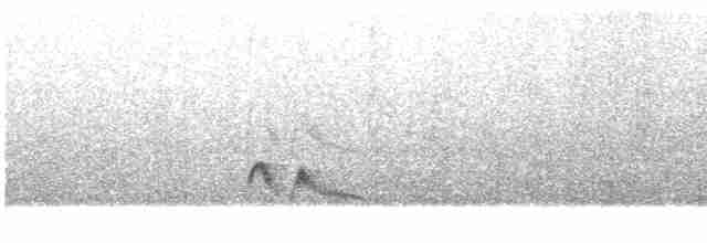 Еленія білочуба (підвид chilensis) - ML609065049