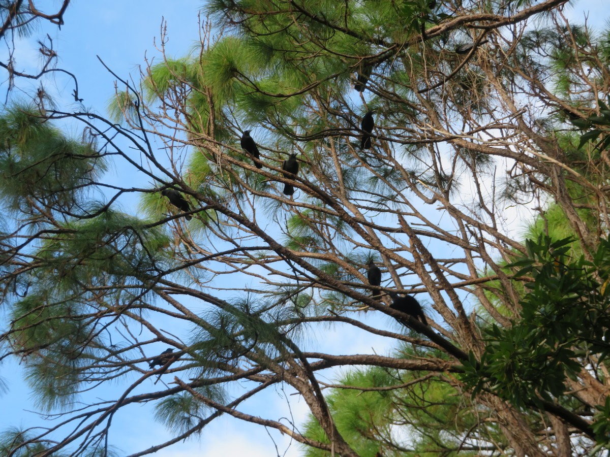 eBird Checklist 20 Sep 2023 Double Hammock Creek 31 species