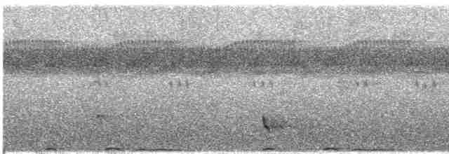 holub bělobradý - ML609065693