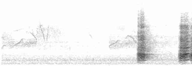 Белый ушастый фазан - ML609066064