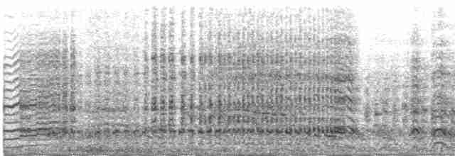 buřňák černobílý (ssp. capense) - ML609066289