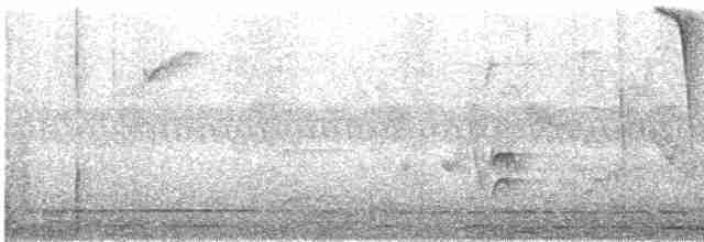 Tejedor de Anteojos (crocatus) - ML609066718