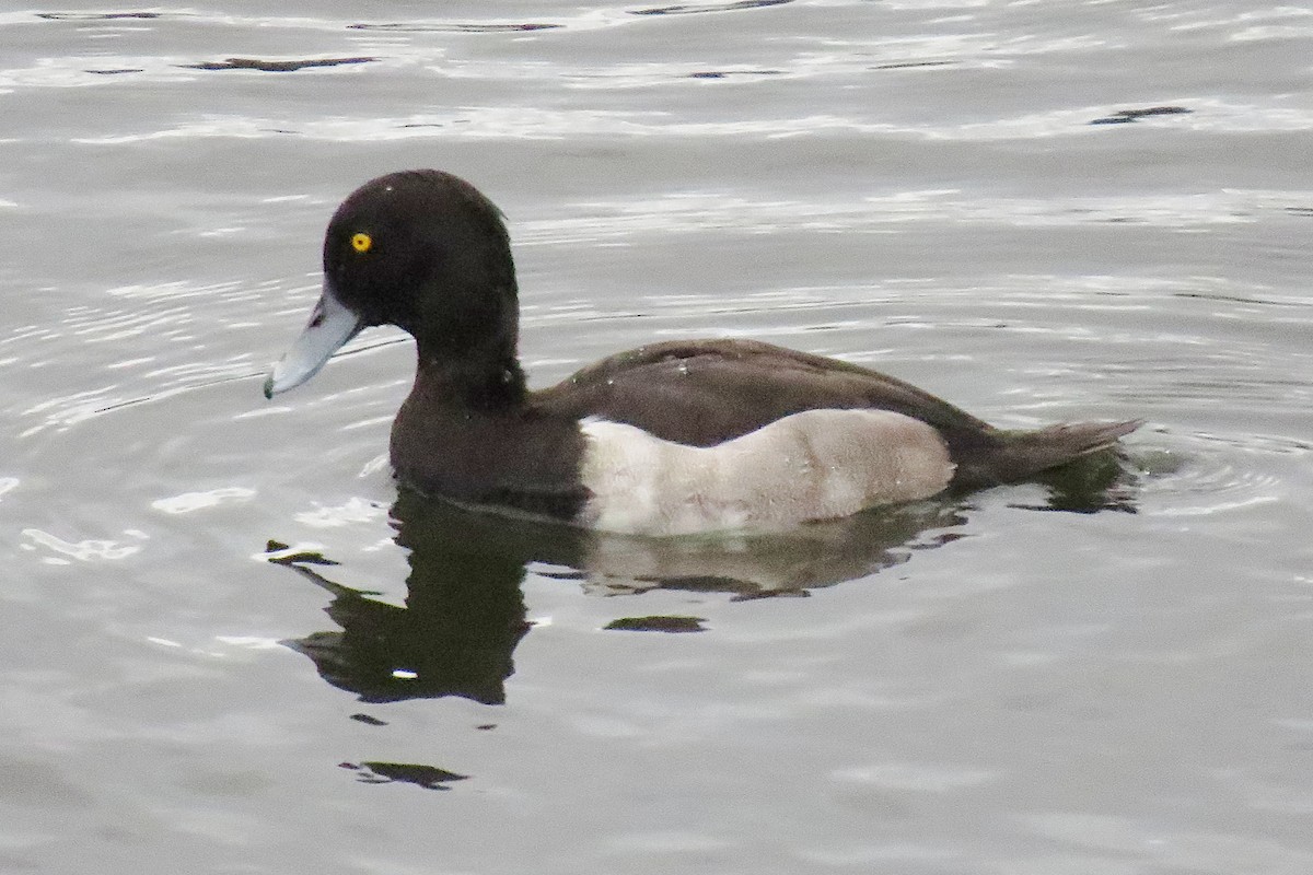 Tufted Duck - ML609067814