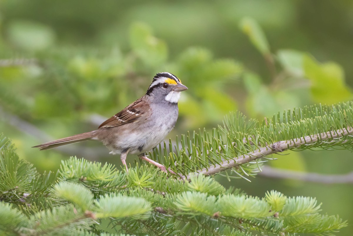 White-throated Sparrow - Cassidy Ficker