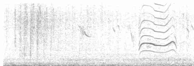 břehouš černoocasý (ssp. limosa) - ML609069223