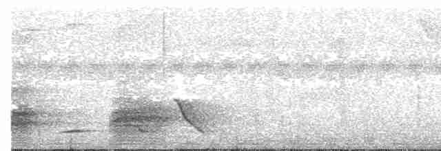 Cuervo Picofino (Sulawesi) - ML609069270