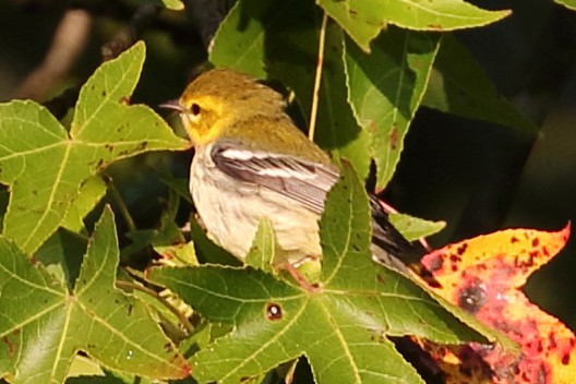 Black-throated Green Warbler - ML609069661