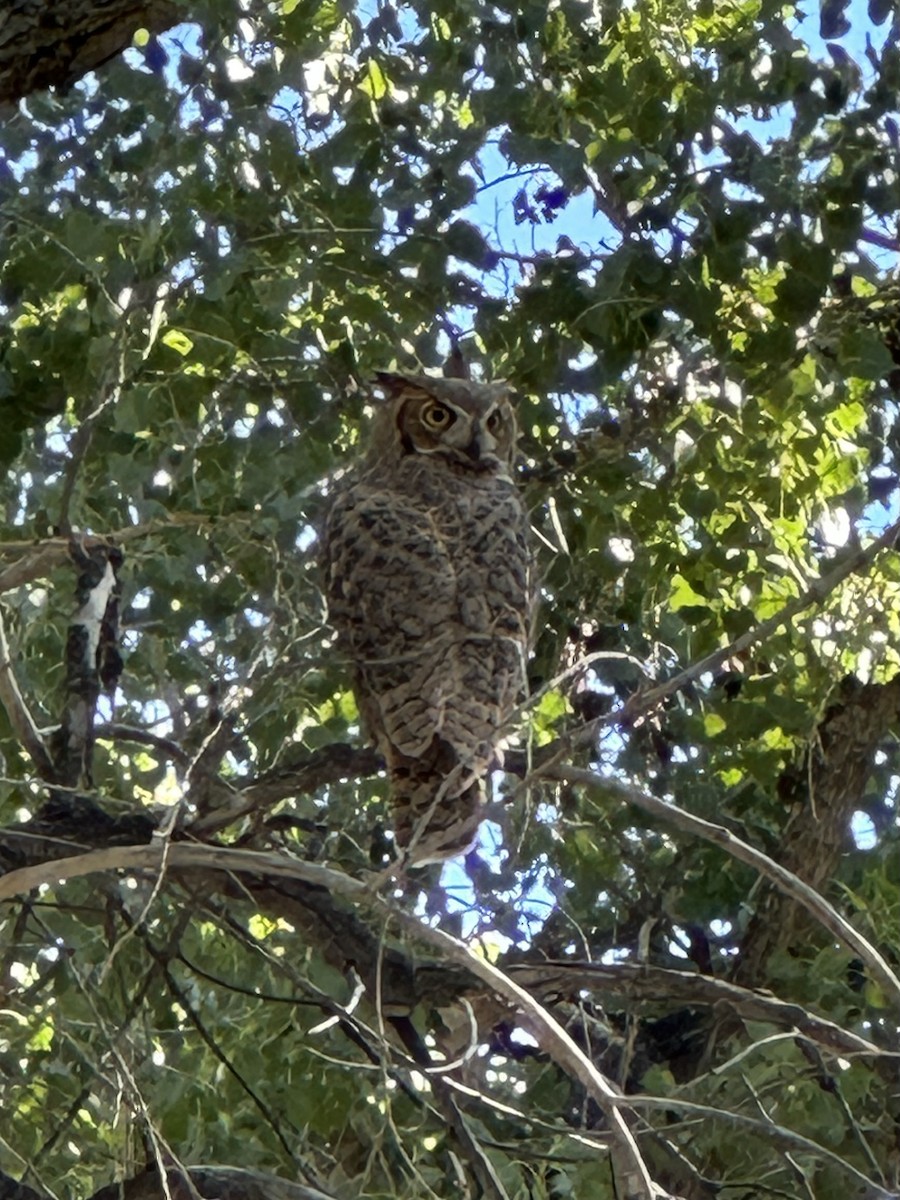Great Horned Owl - ML609069700