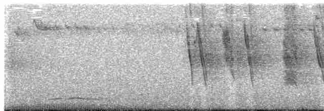 Зондский дронго (bimaensis) - ML609070347
