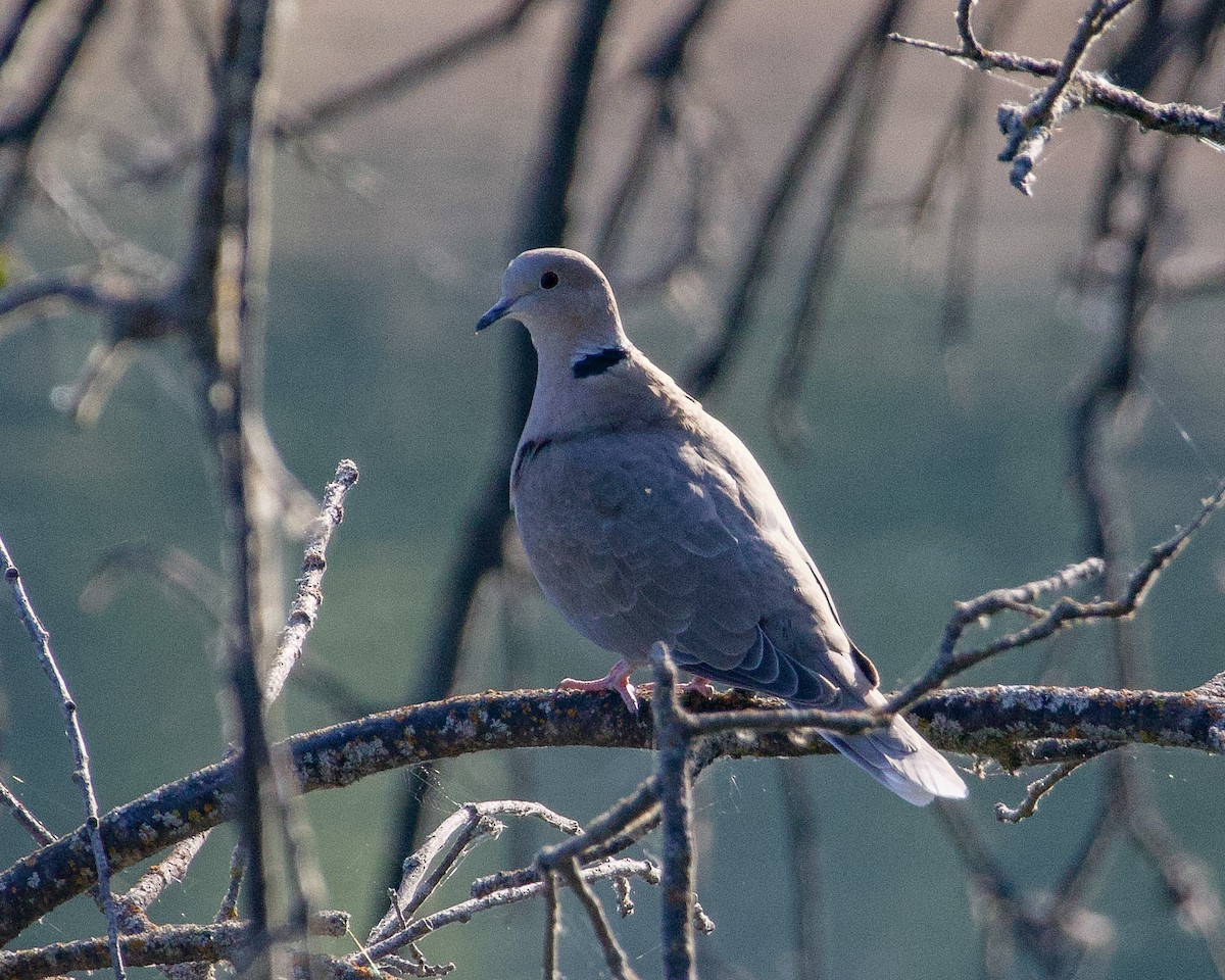 Eurasian Collared-Dove - ML609070663