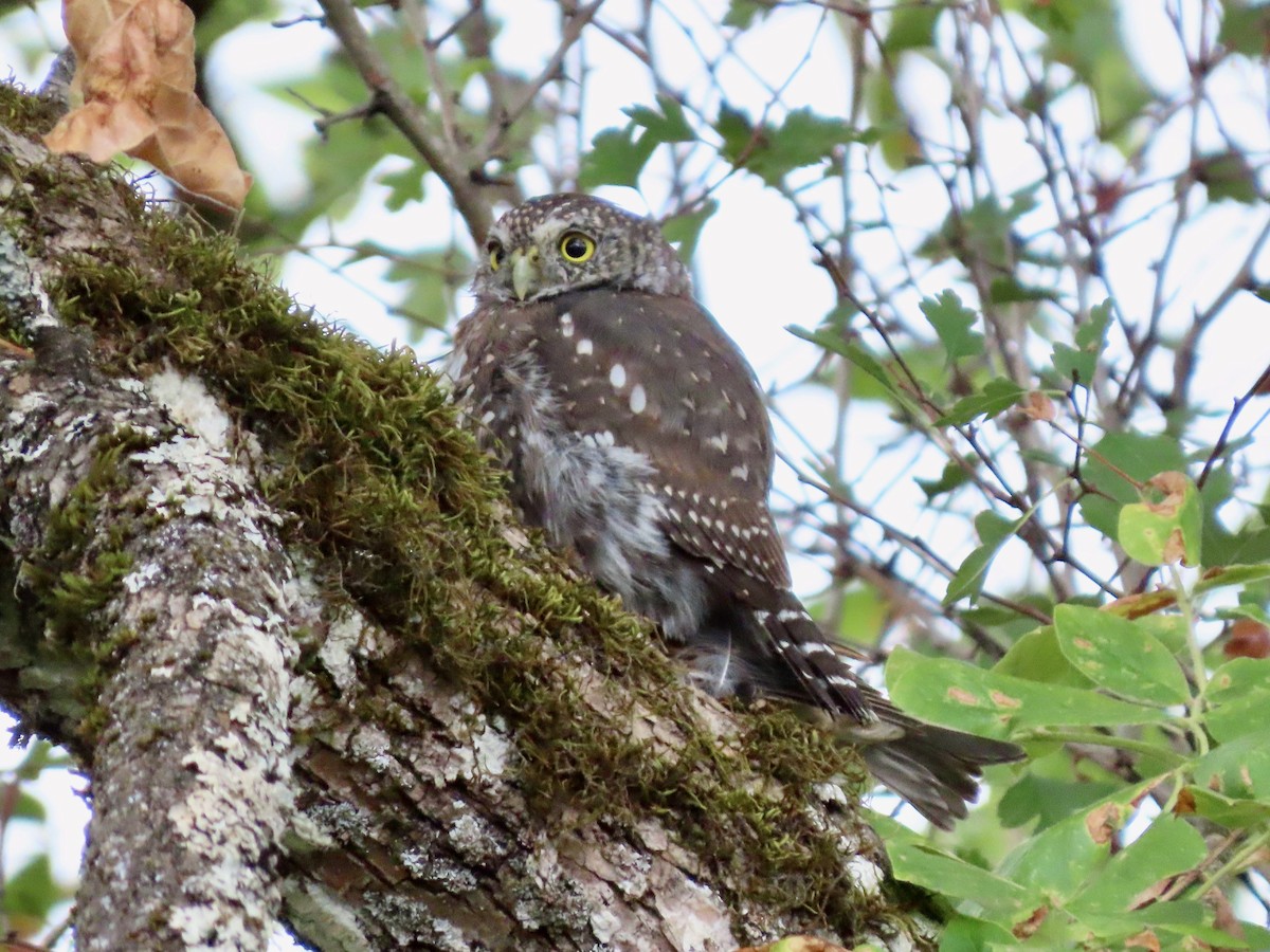 Northern Pygmy-Owl - ML609070689
