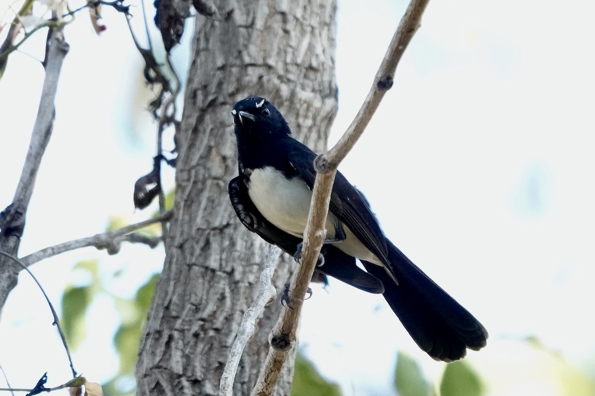 Willie-wagtail - ML609071476
