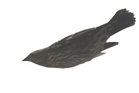 Red-winged Blackbird - ML609071598