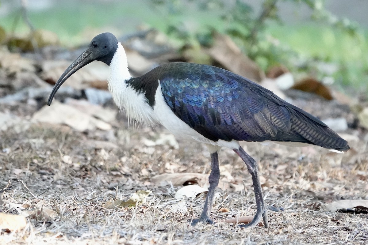 ibis slámokrký - ML609072230