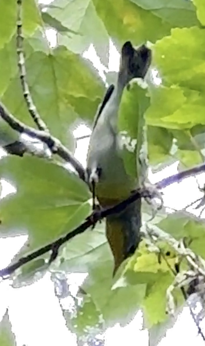 eBird Checklist 20 Sep 2023 Mead Botanical Gardens 17 species (+1