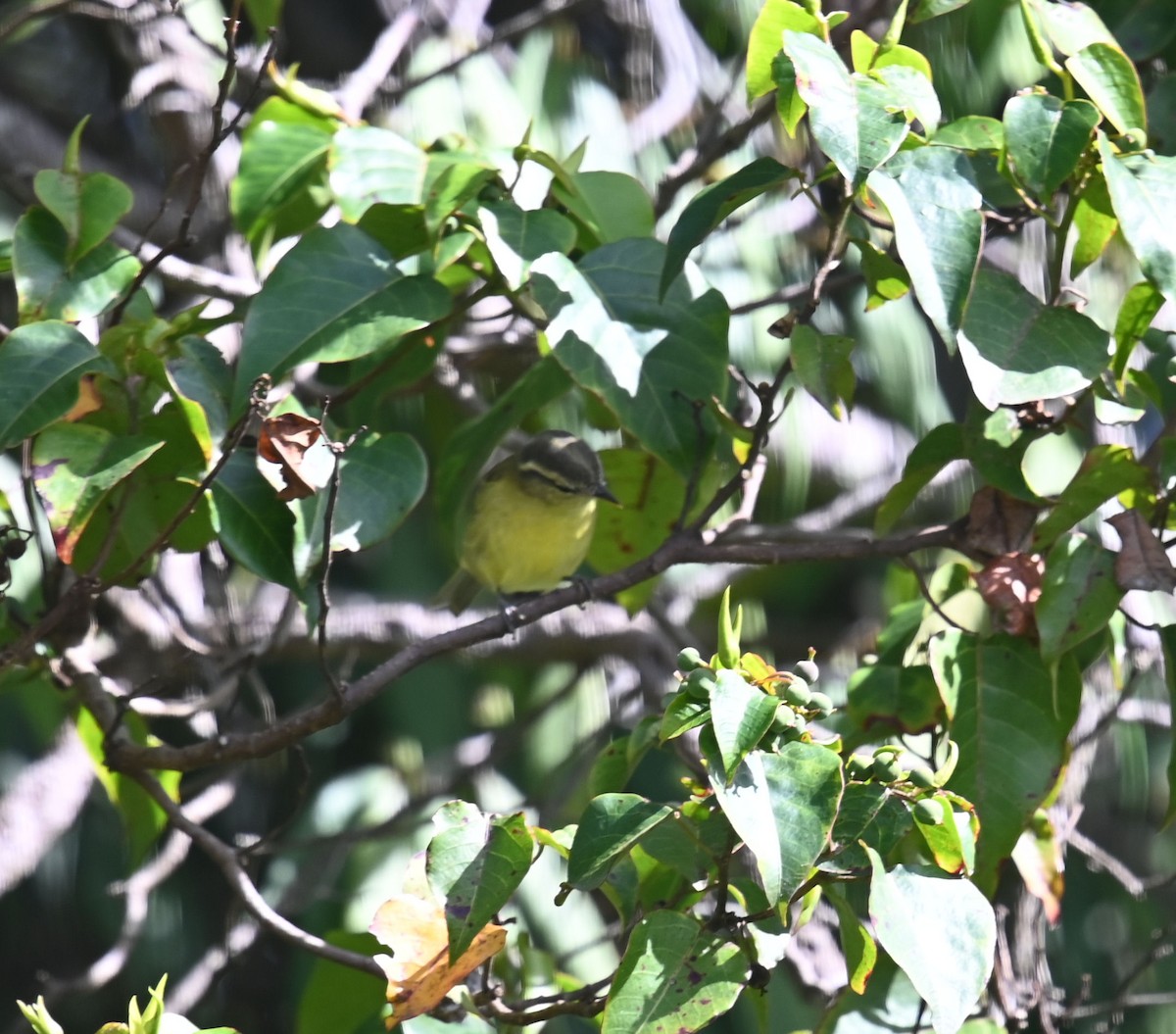 Island Leaf Warbler (New Guinea) - ML609072708
